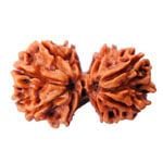 Gauri Shankar Rudraksha